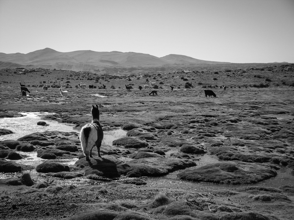 Lama in der Landschaft